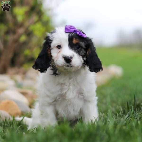 Macy, Cavapoo Puppy